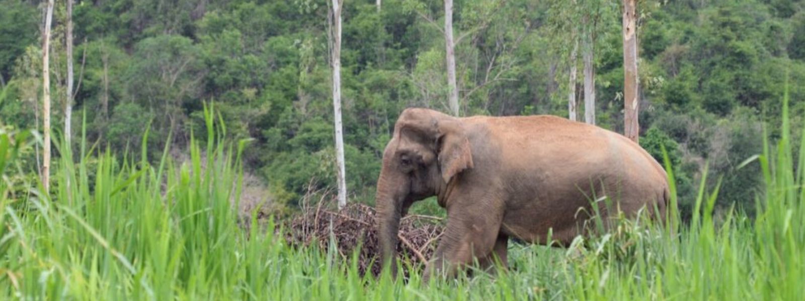 Two Killed in Separate Wild Elephant Attacks